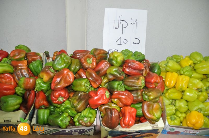 setona2y 830 (10).JPG